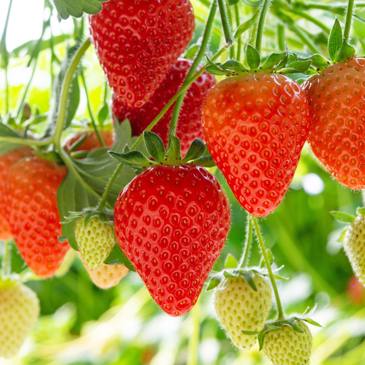 Harvesting of fresh ripe big red strawberry fruit in Dutch greenhouse; Shutterstock ID 1293619675; purchase_order: -; job: -; client: -