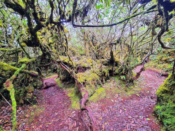 JUNGLE TREKKING  (The Enchanted Beauty  of Flora & Fauna)